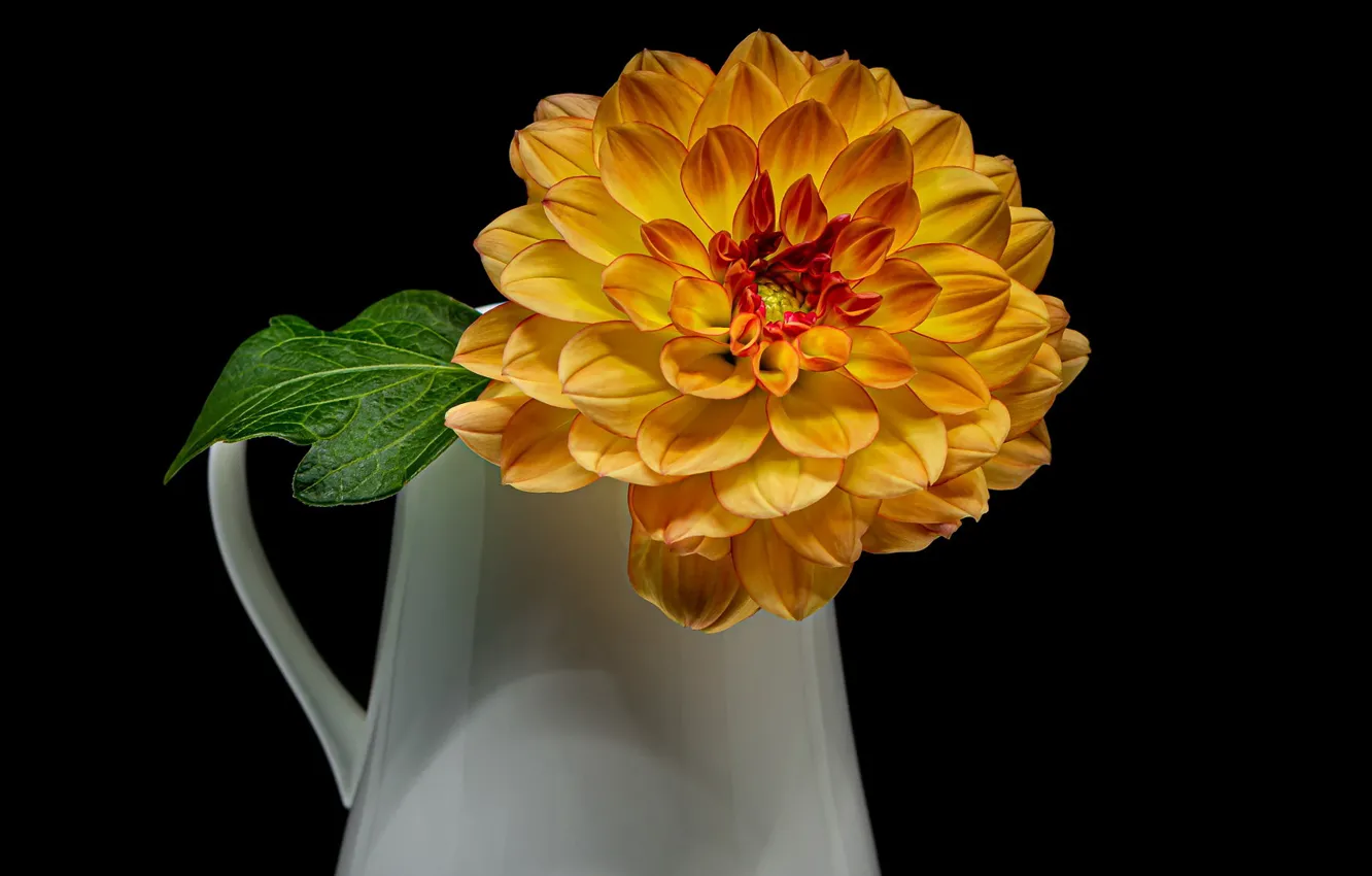 Фото обои цветок, ваза, чёрный фон, георгина