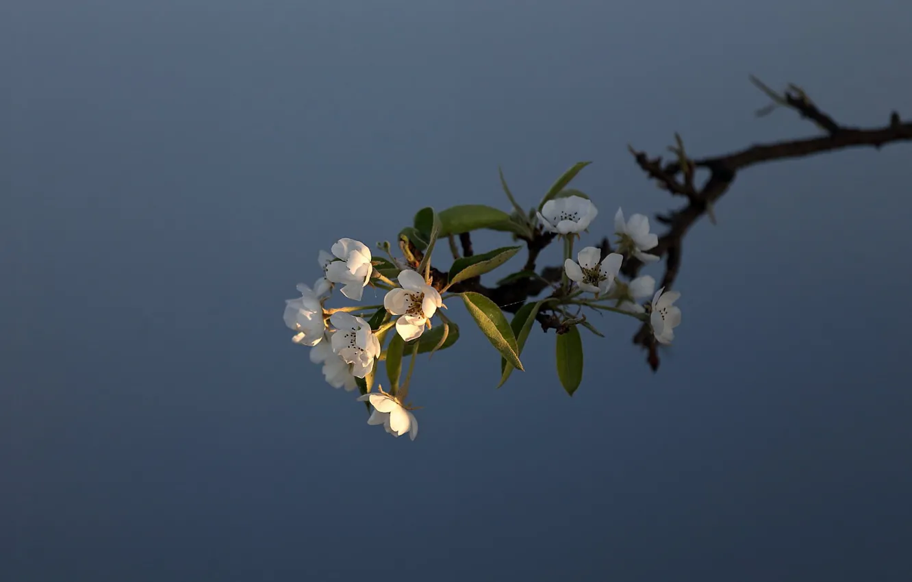 Фото обои цветы, ветки, весна