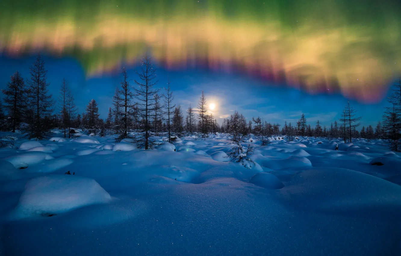 Фото обои зима, небо, снег, деревья, северное сияние, вечер, сугробы