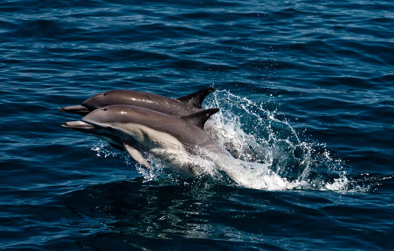 Фото обои море, брызги, прыжок, пара, дельфины