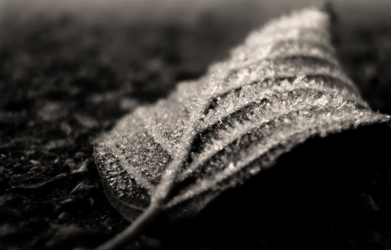 Фото обои иней, лист, Макро, льдинки, черно-белое, macro