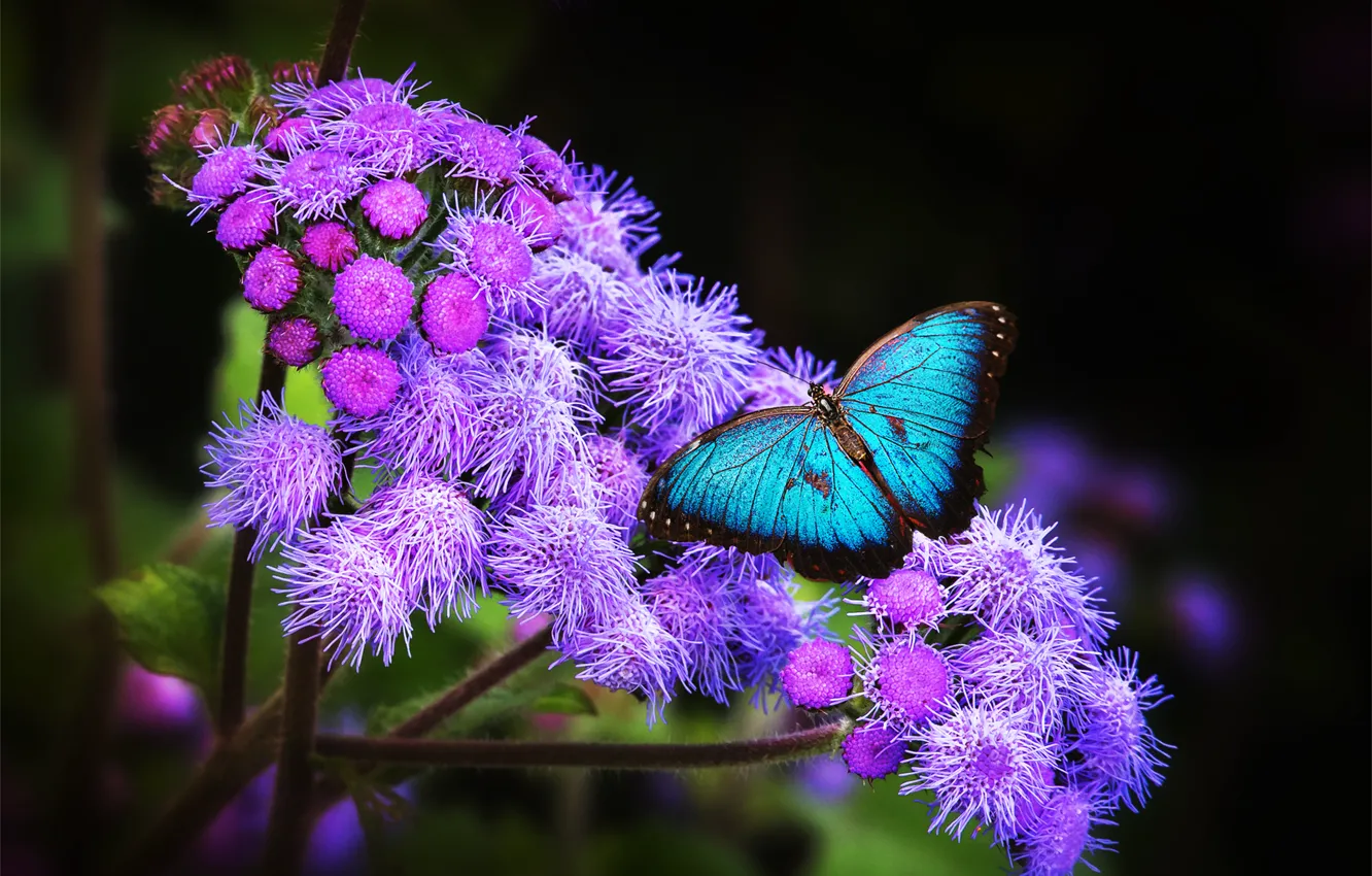 Фото обои цветок, тропики, обои, бабочка, крылья, экзотика