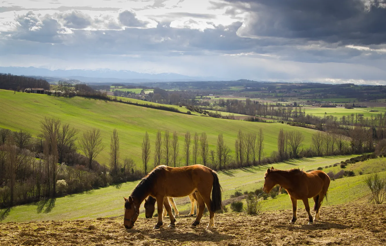Фото обои холмы, поля, кони, дервья