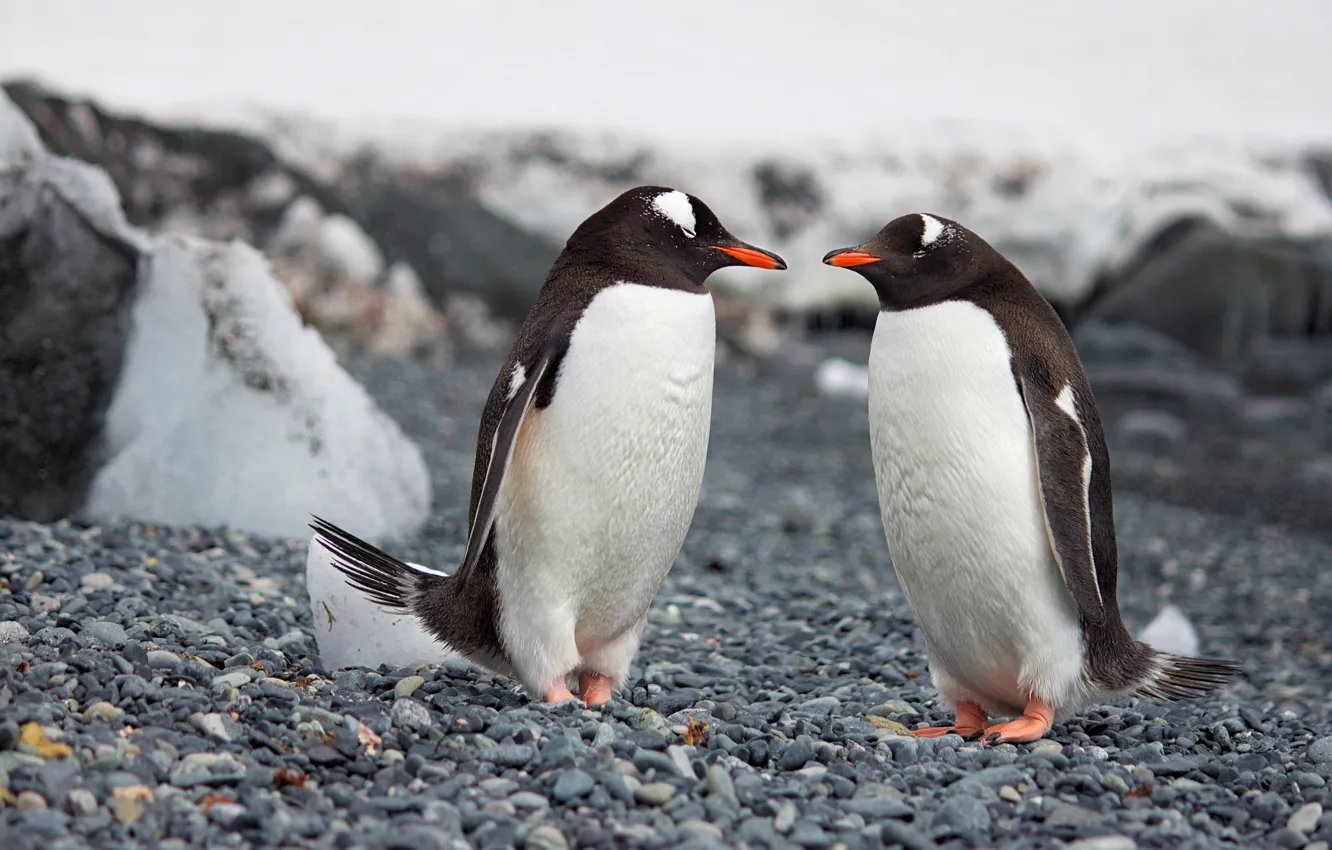 Фото обои лед, зима, снег, поза, галька, камни, скалы, птица