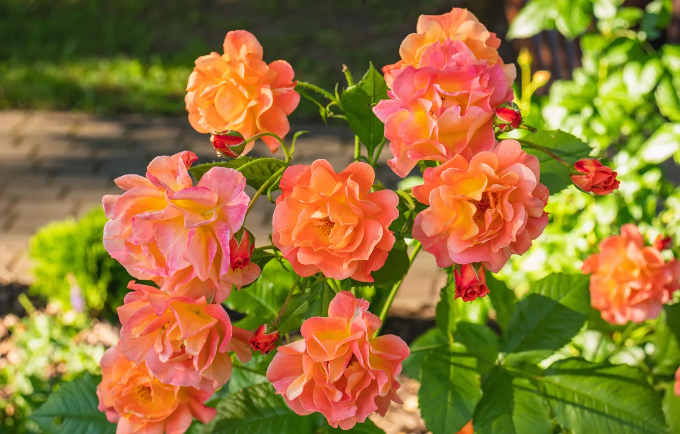Фото обои розы, сад, оранжевые, много, боке, розовый куст