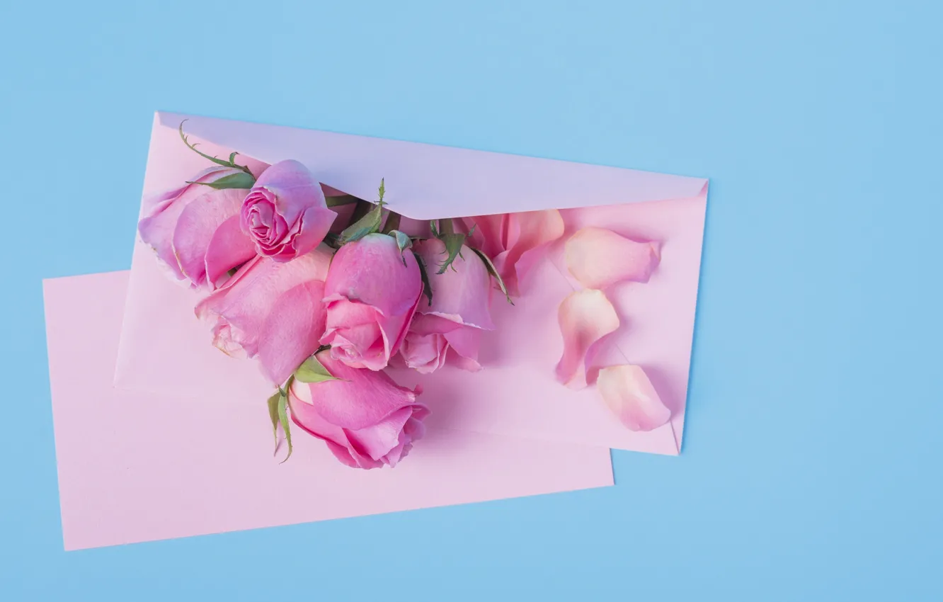 Фото обои цветы, розы, розовые, pink, flowers, beautiful, romantic, конверт