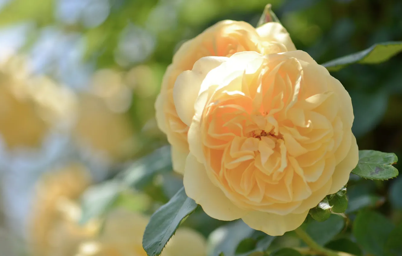 Фото обои макро, роза, лепестки, боке, жёлтая роза
