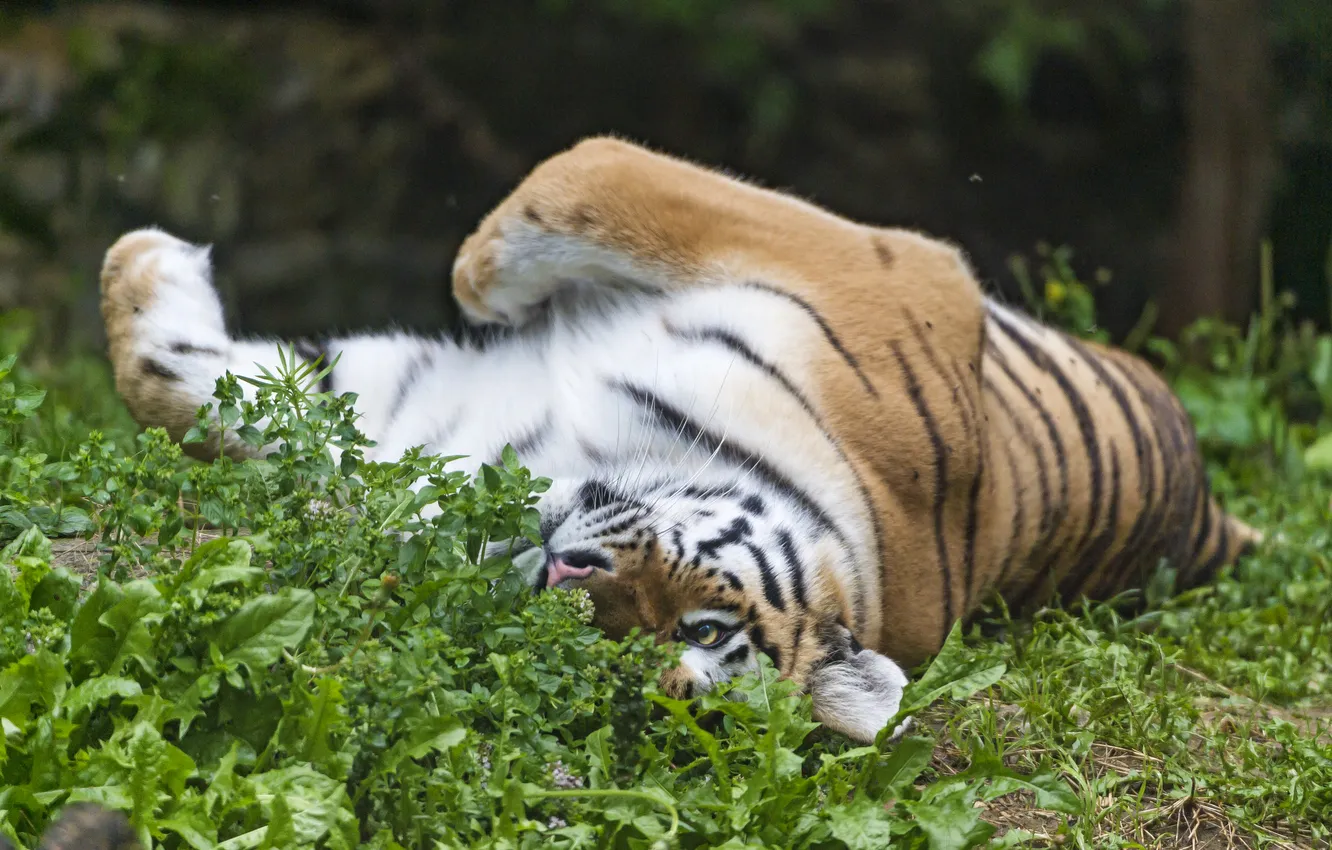 Фото обои кошка, трава, тигр, отдых, амурский, ©Tambako The Jaguar