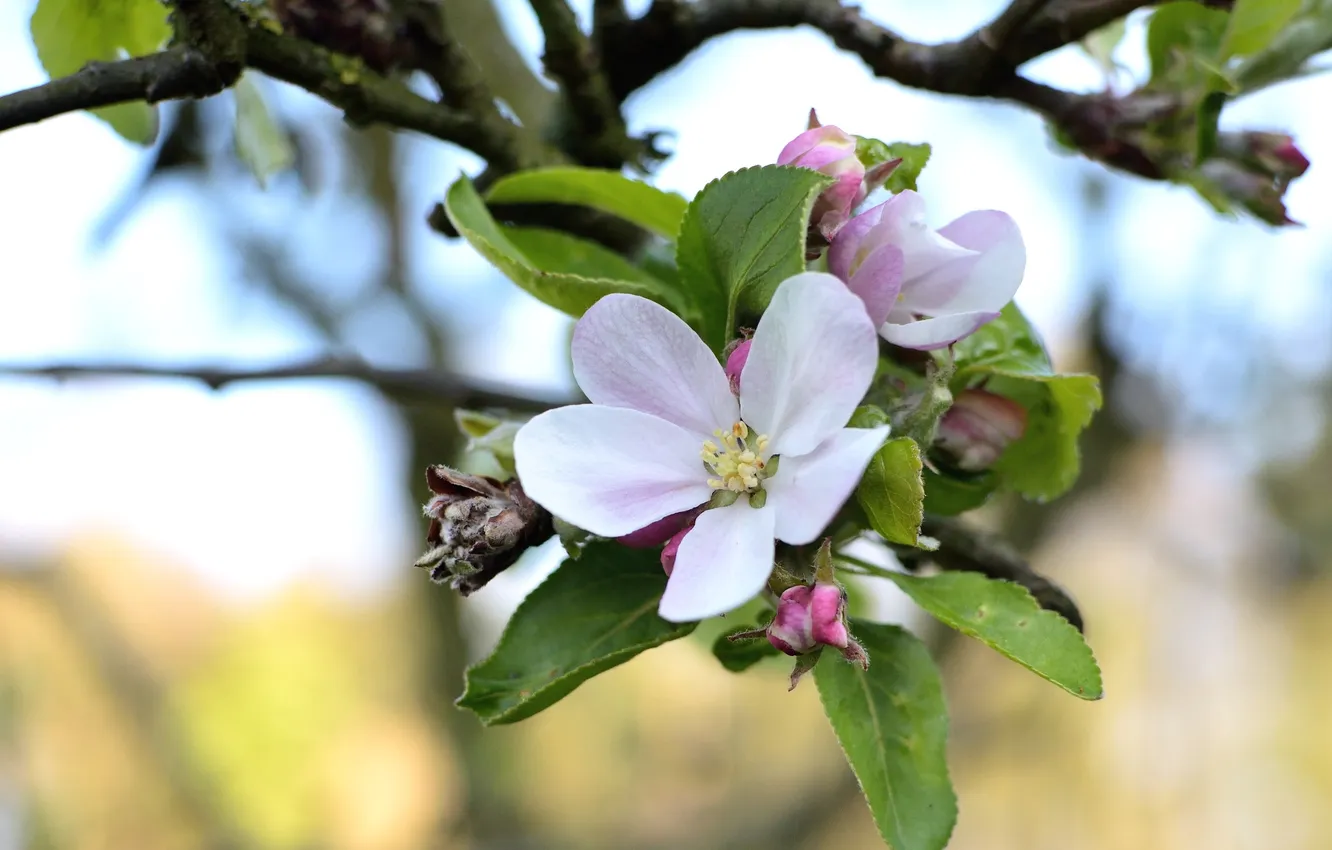 Фото обои макро, ветка, весна, яблоня