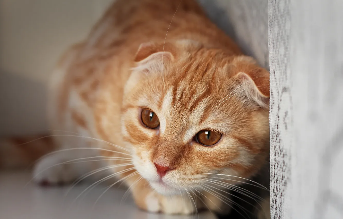 Фото обои кошка, кот, взгляд, поза, котёнок, мордашка
