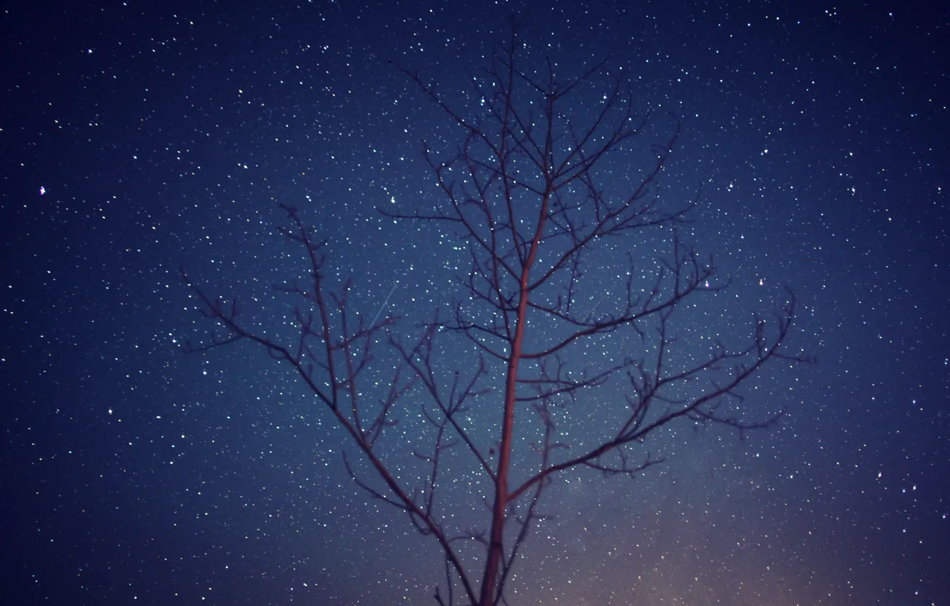 Фото обои космос, звезды, деревья, ночь, ветви