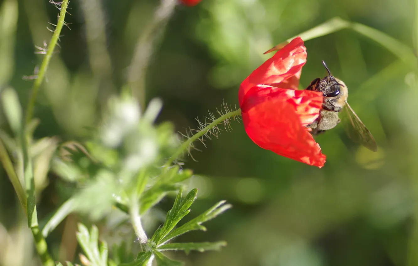 Фото обои макро, пчела, насекомое