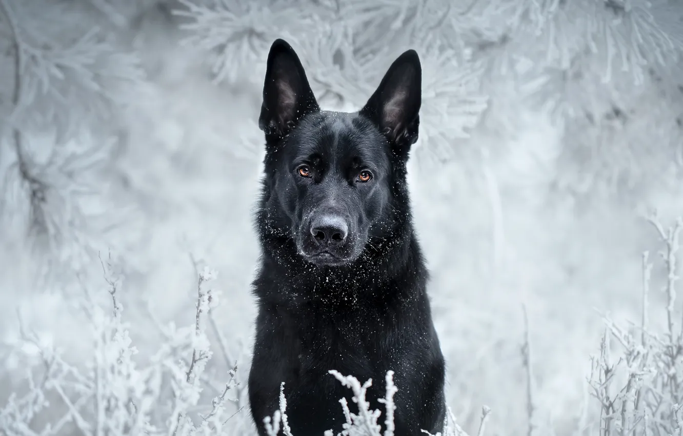 Фото обои иней, взгляд, морда, ветки, собака, чёрная, Немецкая овчарка