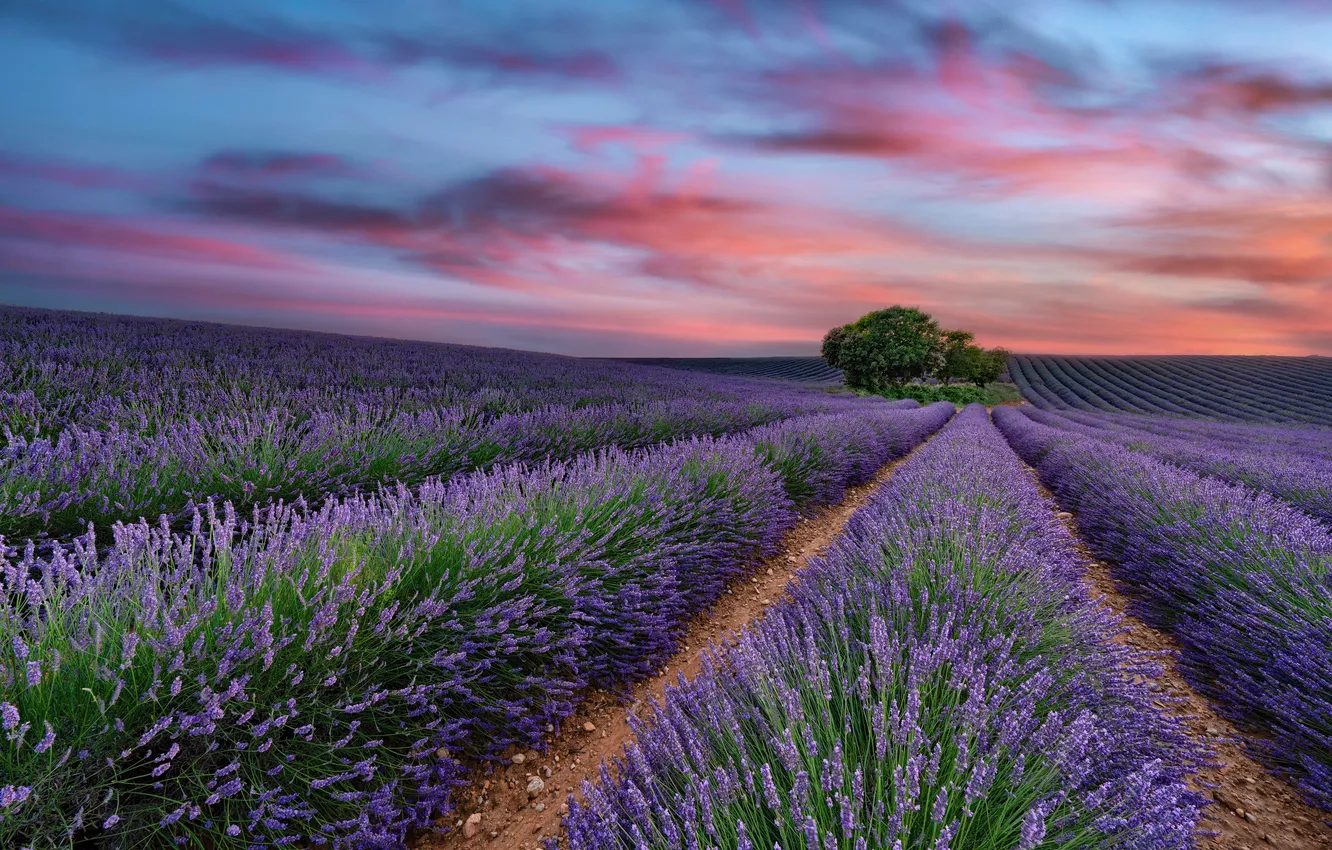 Фото обои поле, Франция, лаванда, Прованс