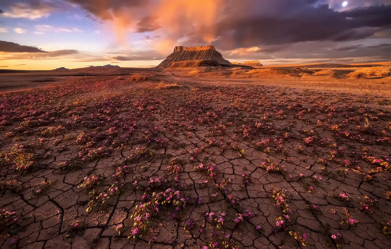 Фото обои цветы, природа, пустыня, гора
