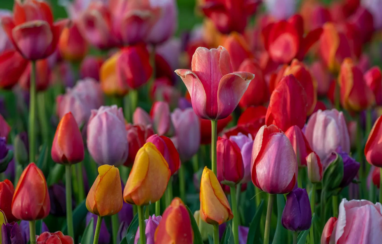 Фото обои тюльпаны, бутоны, разноцветные, много