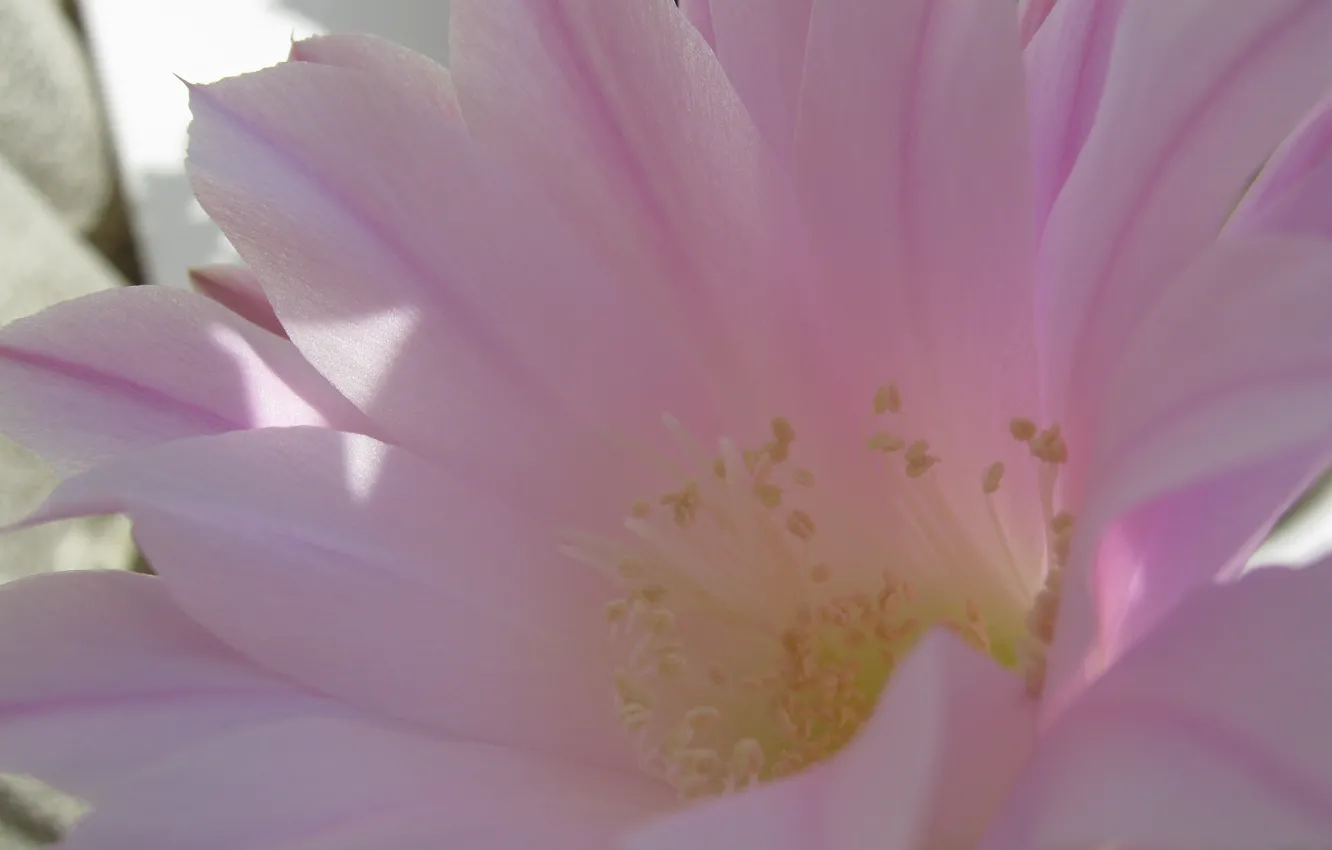 Фото обои цветок, нежность, розовое чудо