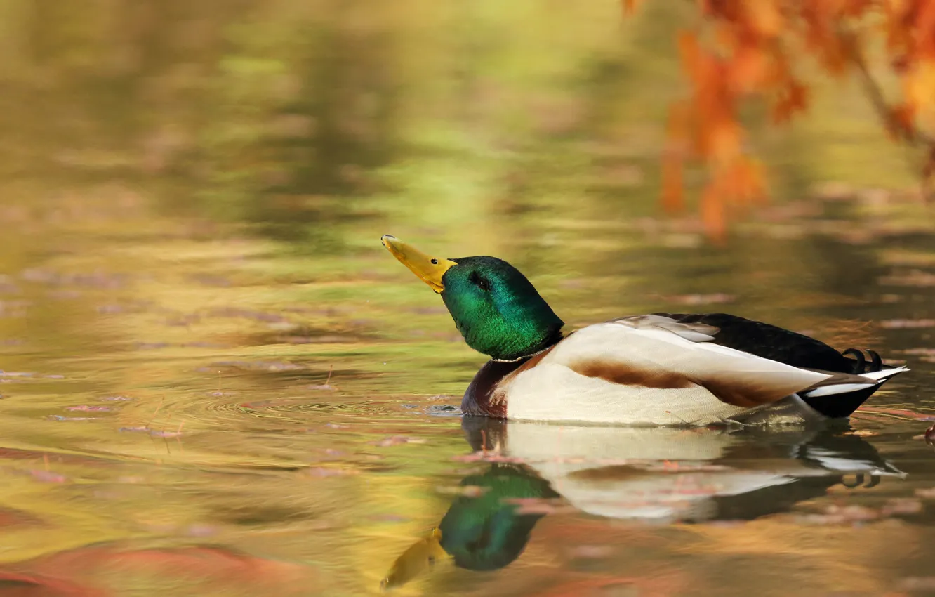 Фото обои листья, отражение, птица, ветка, утка, водоем, плавание
