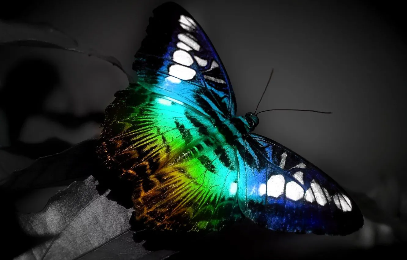 Фото обои цвет, спектр, Бабочка