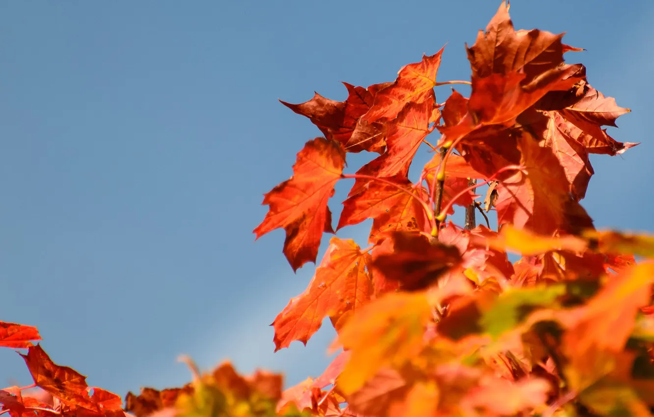 Фото обои осень, небо, листья, природа, дерево, крона