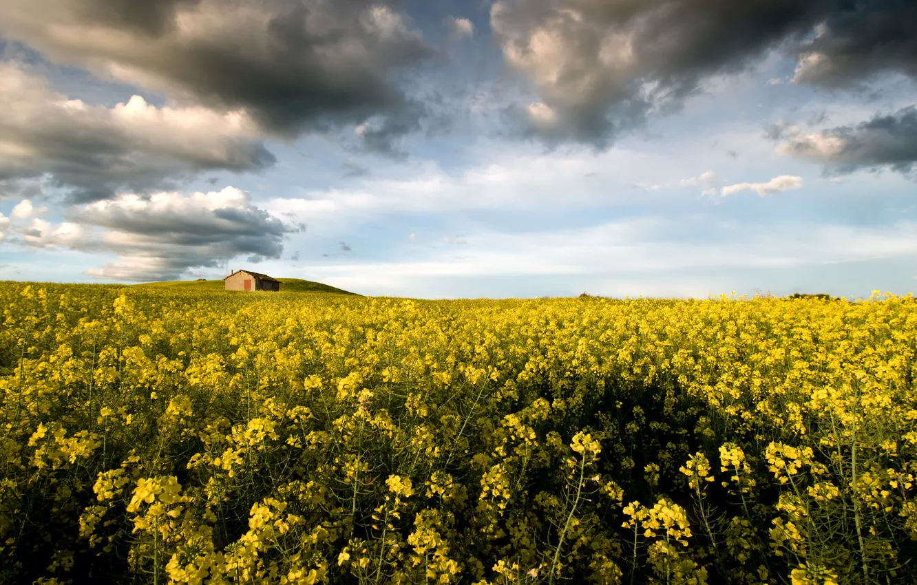 Фото обои цветы, Италия, Italy, flowers, Lazio, Лацио, Монтальто-ди-Кастро, Montalto di Castro