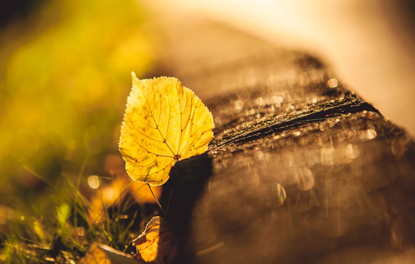 Фото обои осень, трава, макро, блики, жёлтый, размытость, листочек