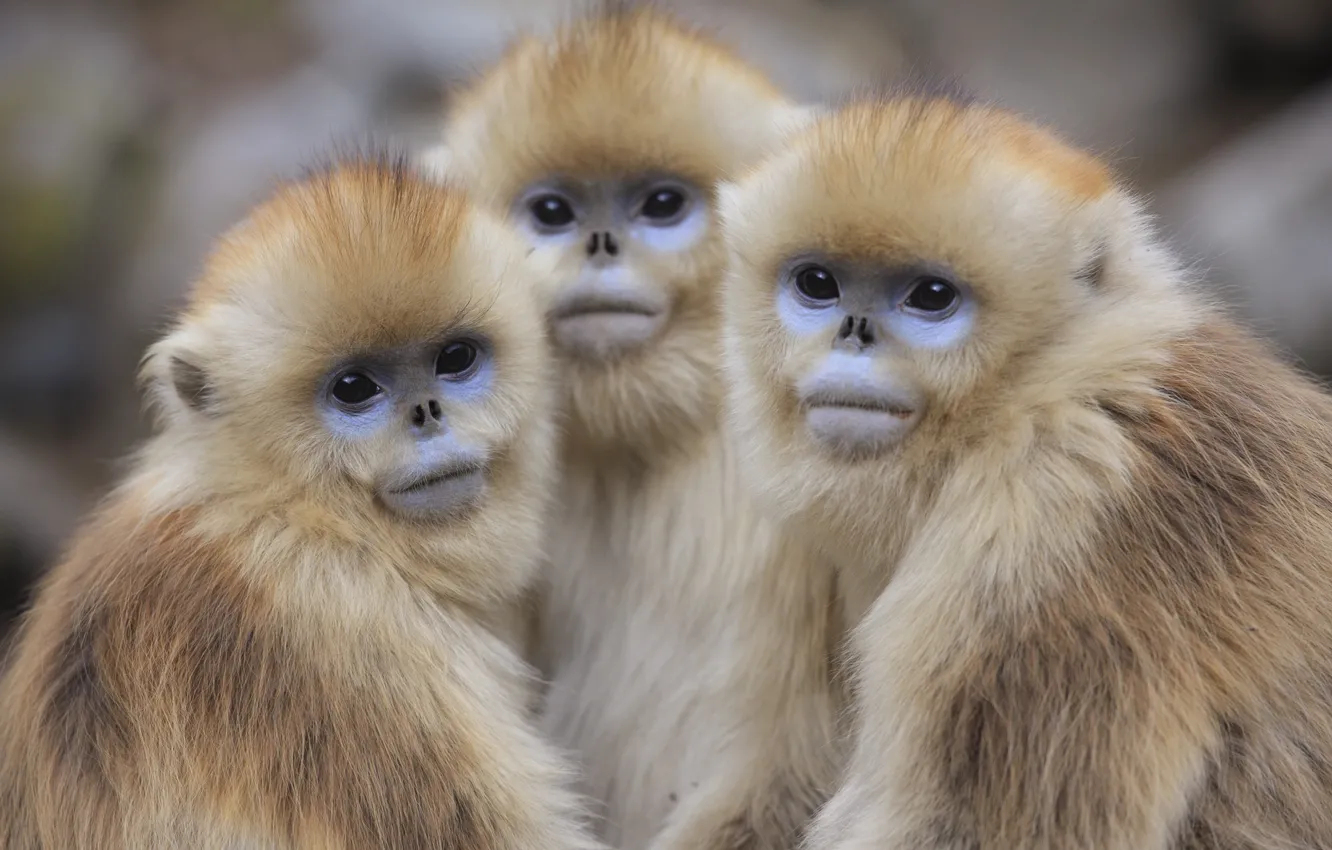 Фото обои обезьяны, обезьянки, трио