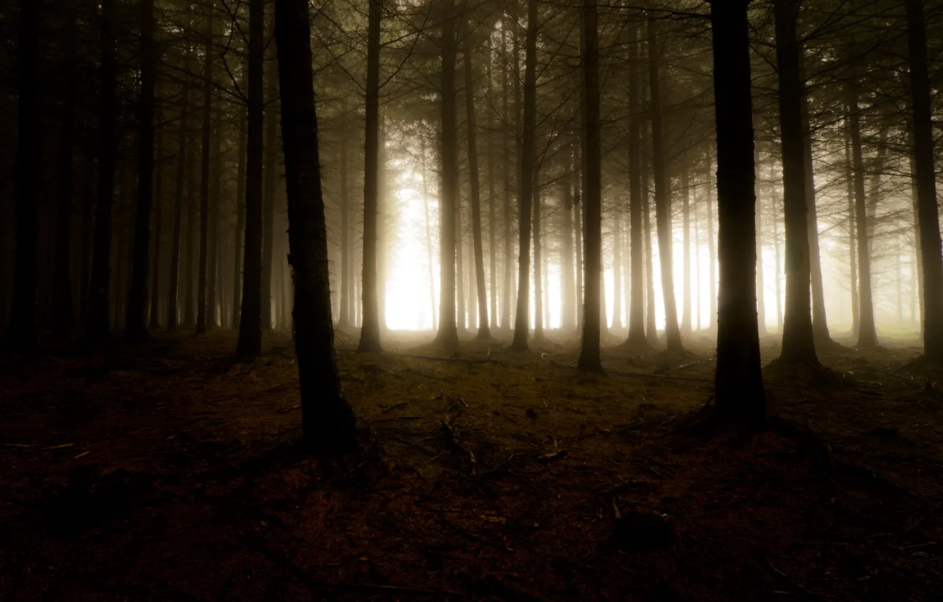Фото обои лес, свет, деревья, природа, туман, мрак, дымка