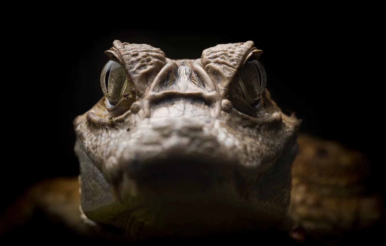 Фото обои природа, Caiman crocodilus, Spectacled caiman