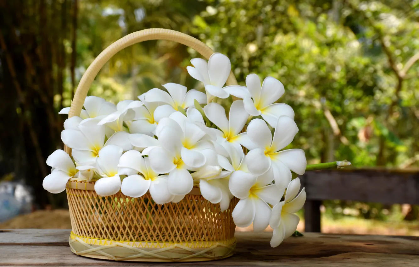 Фото обои цветы, корзина, white, белые, flowers, плюмерия, plumeria