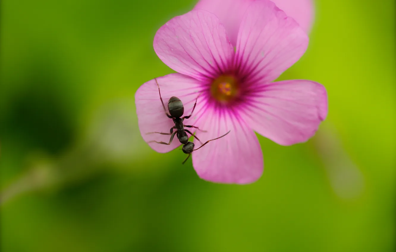 Фото обои цветок, розовый, муравей, насекомое