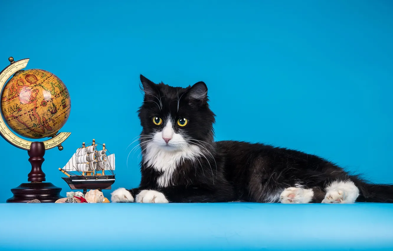 Фото обои кошка, Кот, кораблик, глобус, cat, голубой фон