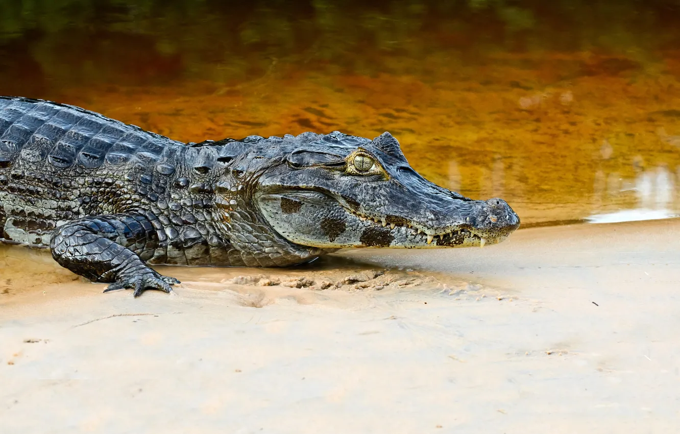 Фото обои песок, река, хищник, зубы, крокодил, аллигатор