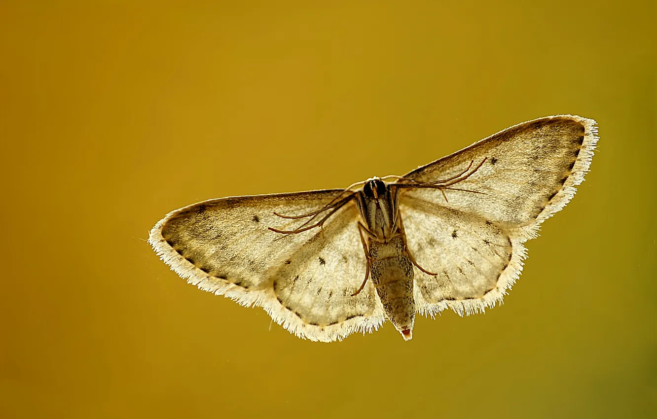 Фото обои полет, крылья, коричневый, flying, brown, wings, моли, moth