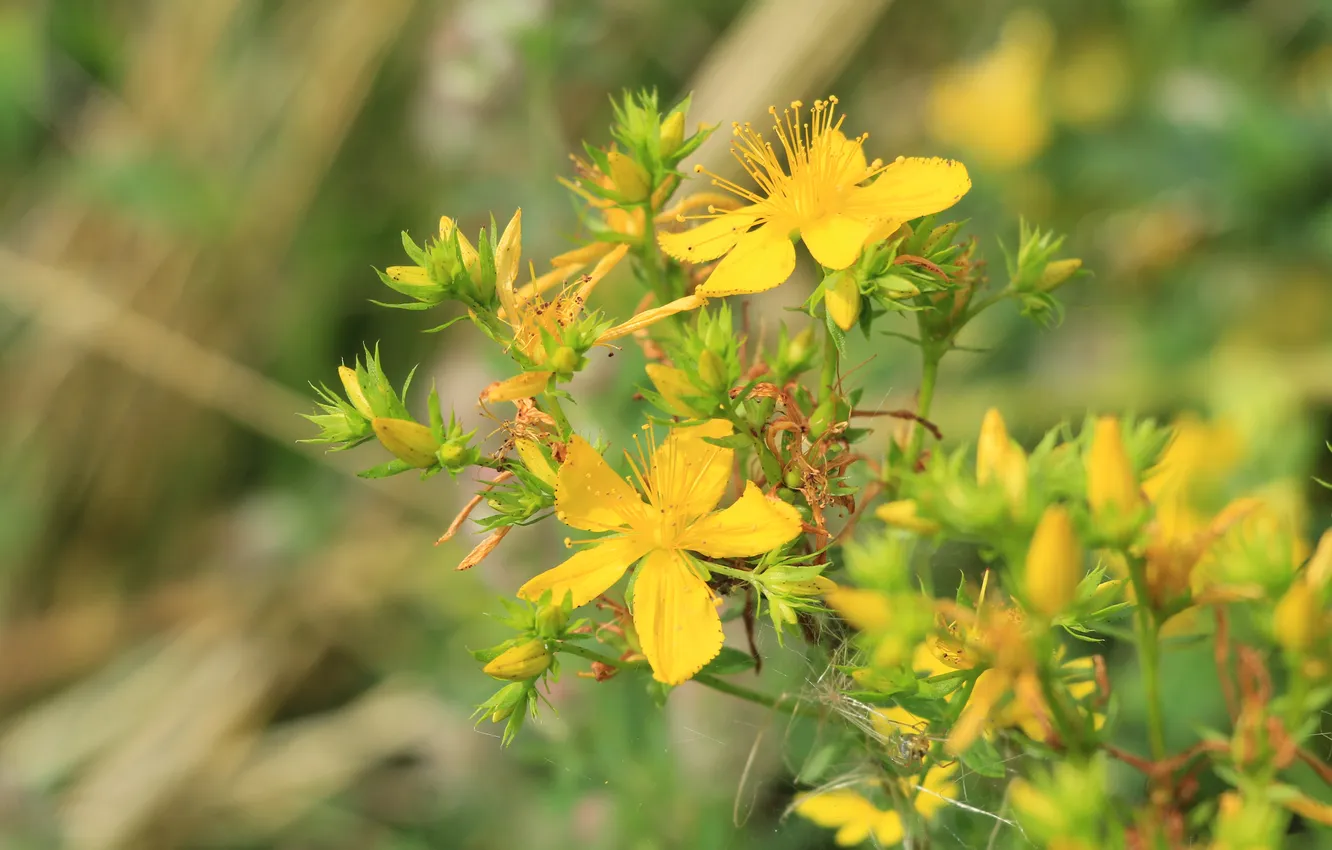 Фото обои flower, yellow, meadow
