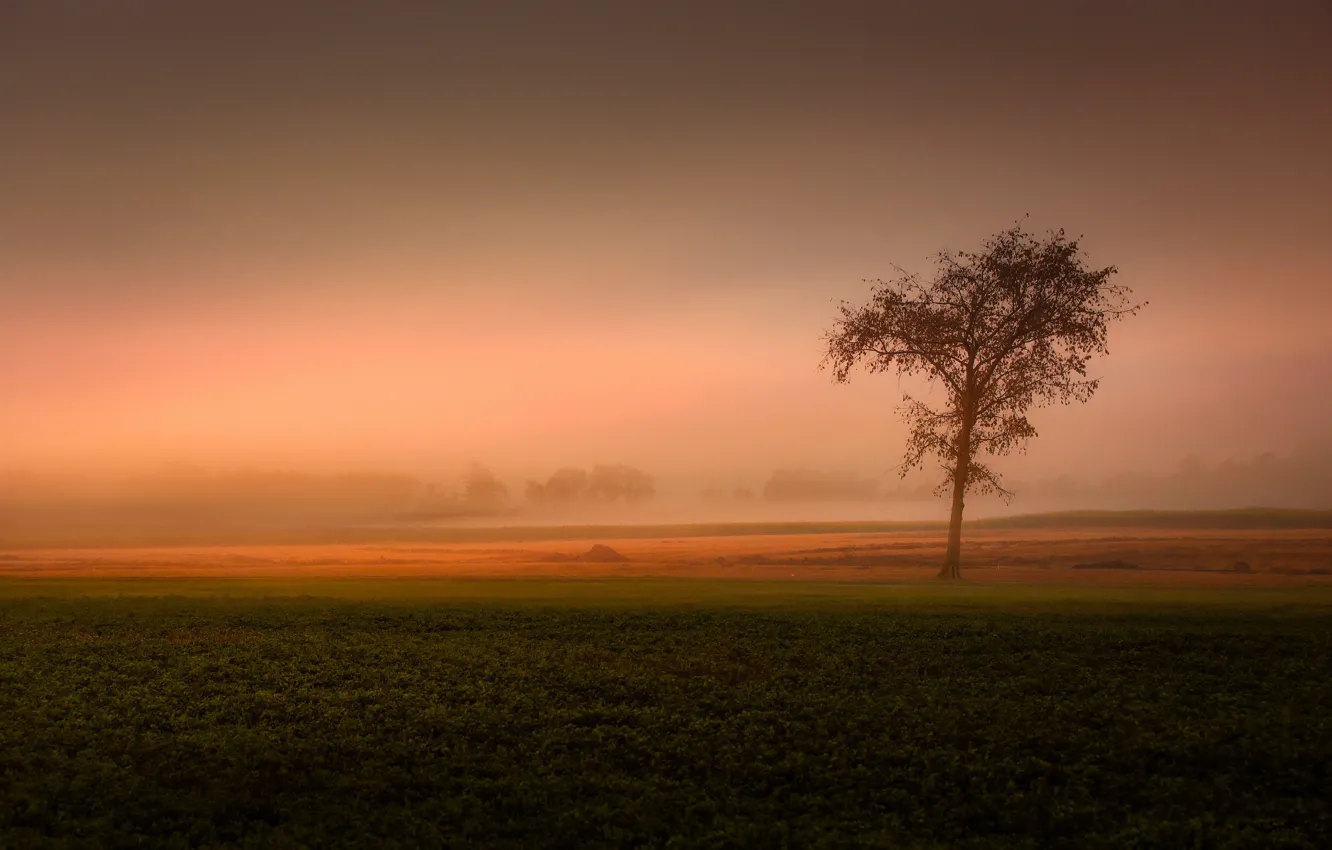 Фото обои поле, туман, дерево, field, tree, fog