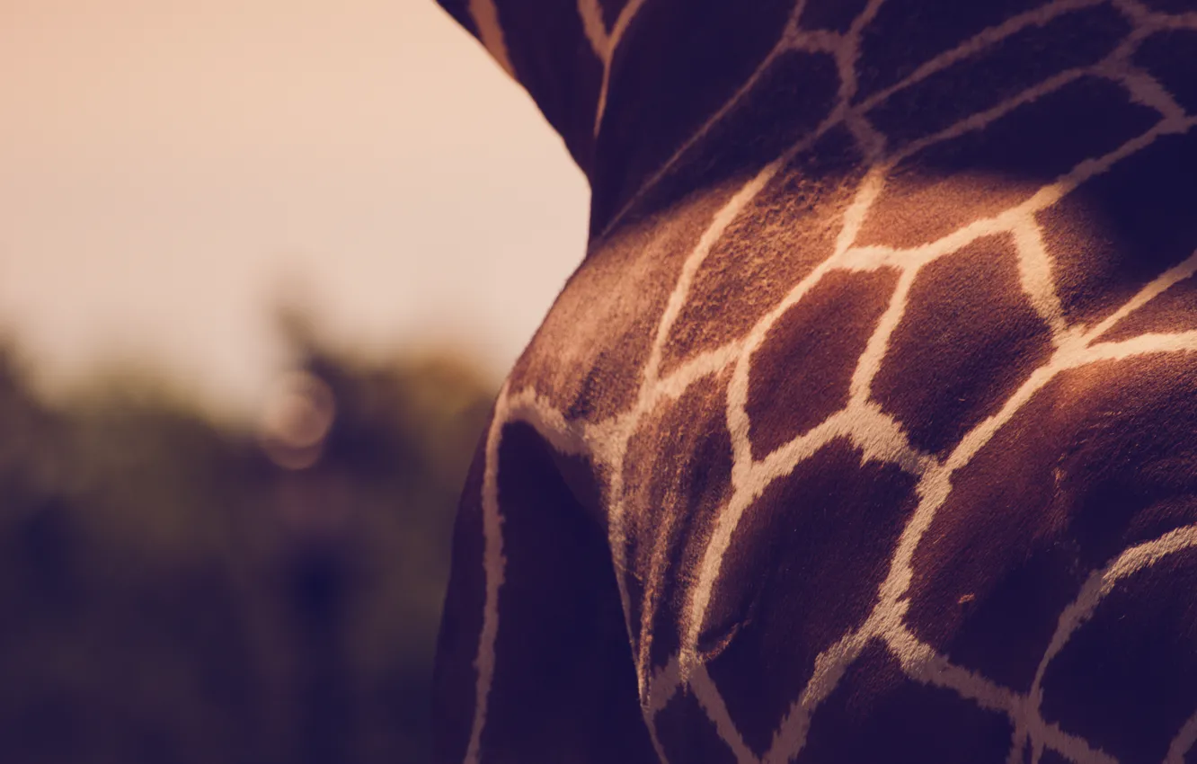 Фото обои полосы, узор, жираф, animals, giraffe, spots