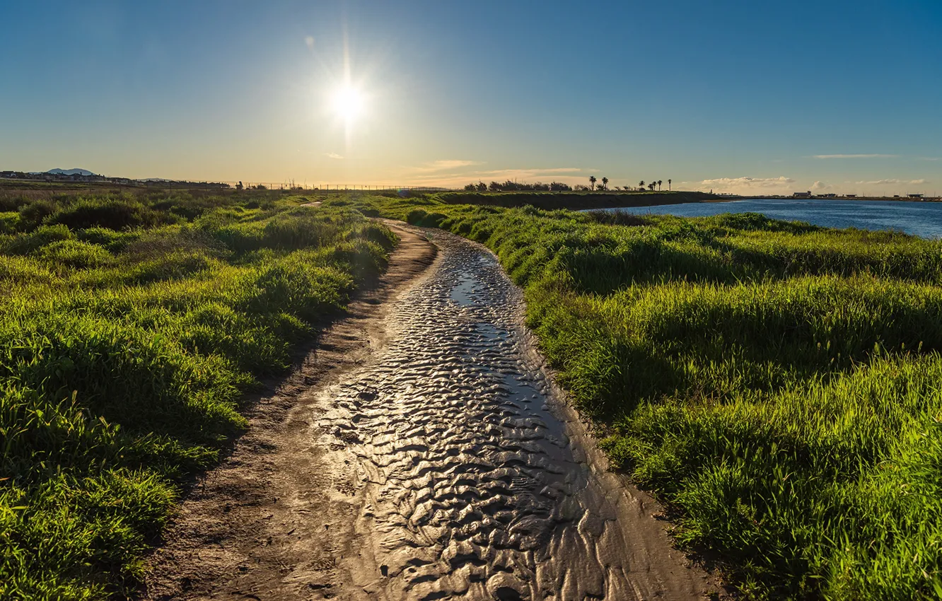 Фото обои море, зелень, небо, трава, солнце, пальмы, побережье, Калифорния