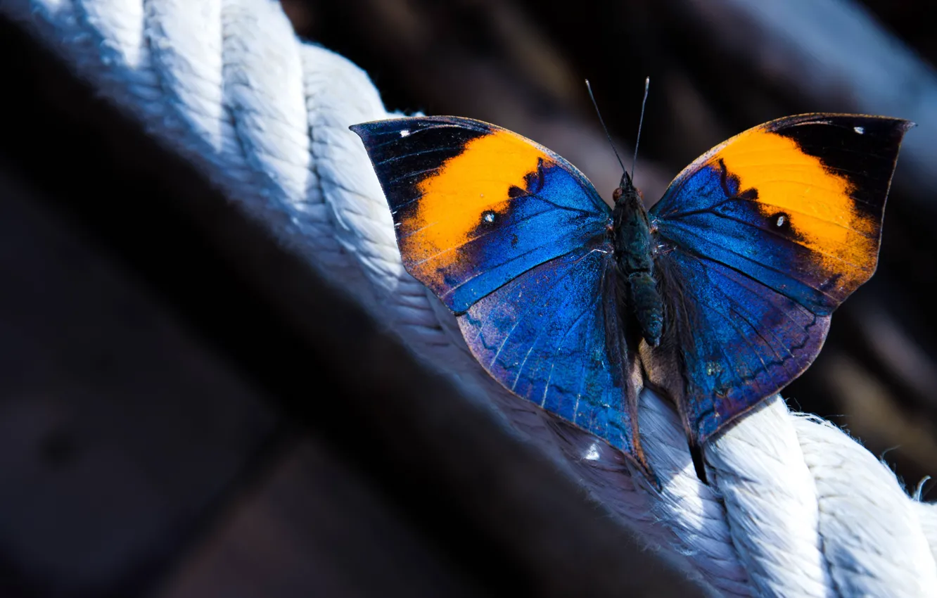 Фото обои макро, бабочка, крылышки, верёвка, Каллима
