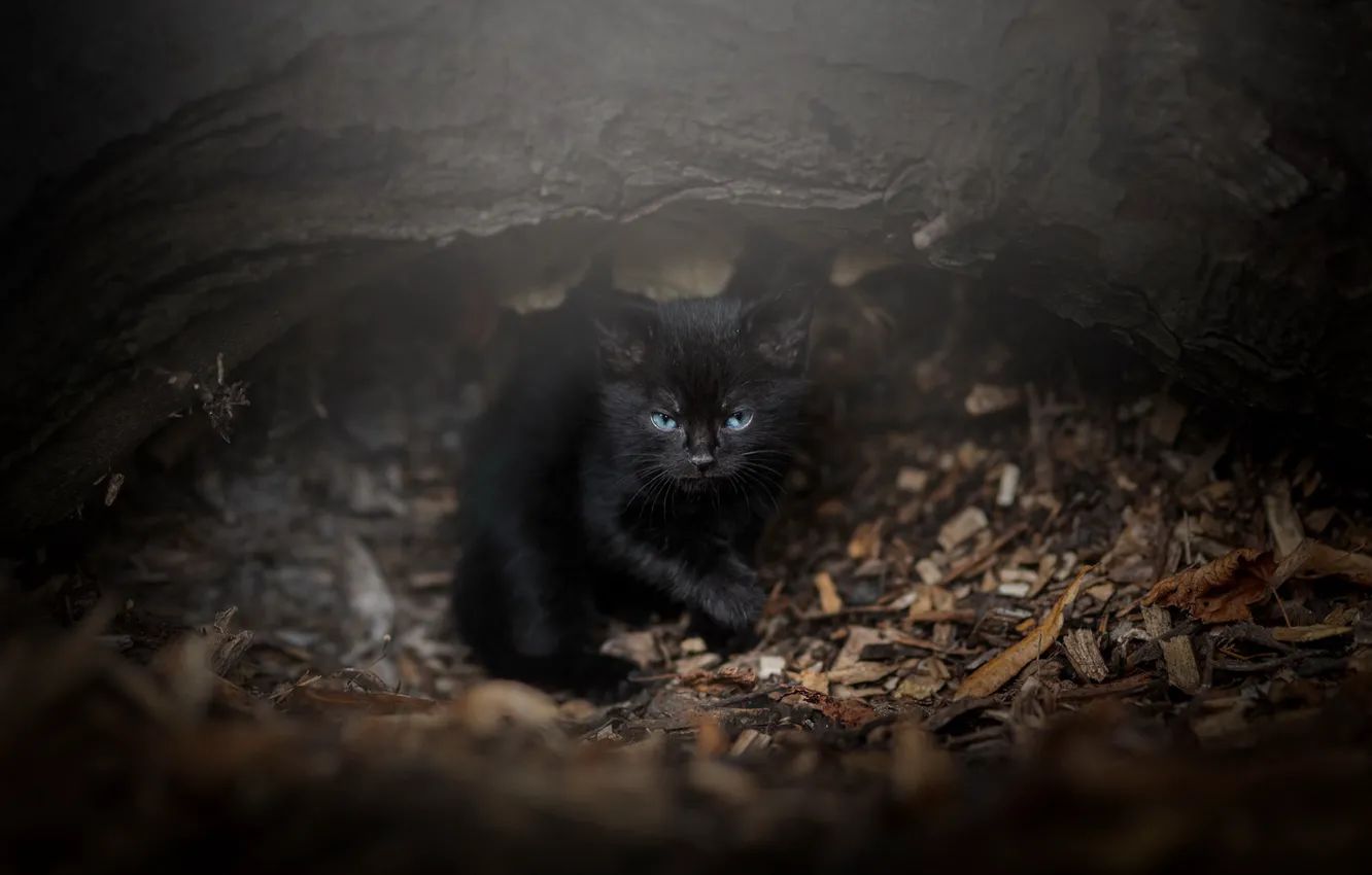 Фото обои кошка, взгляд, природа, поза, темный фон, котенок, дерево, черный