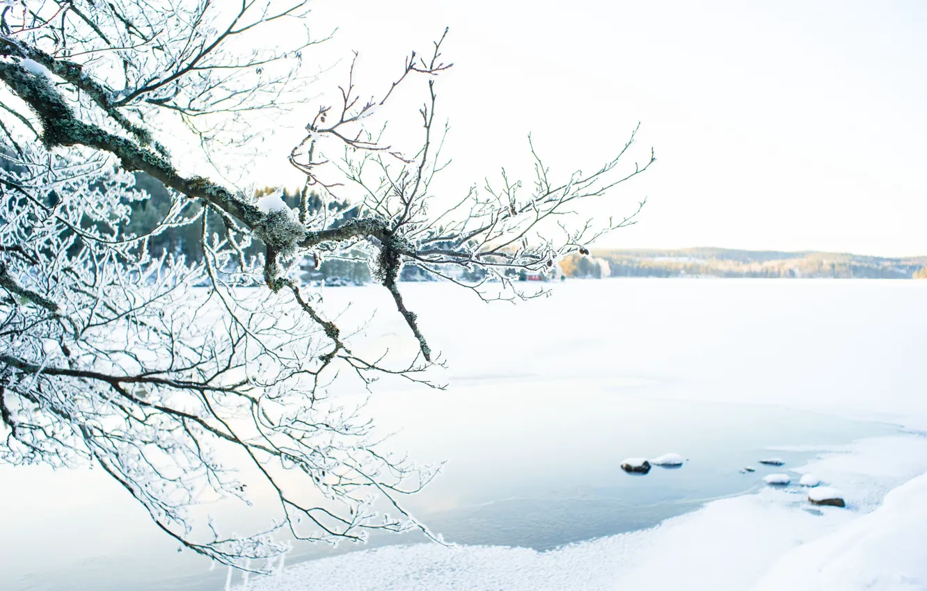 Фото обои winter, lake, sunlight, branches