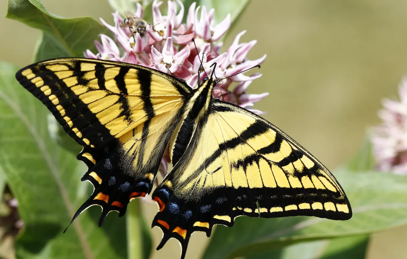 Фото обои лето, бабочка, Парусник главк, Tiger swallowtail