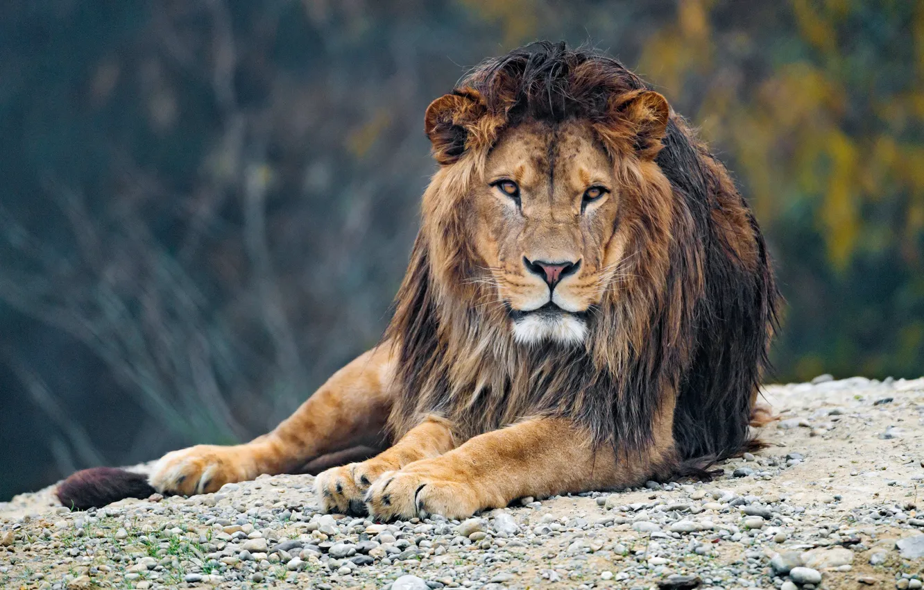 Фото обои взгляд, морда, ветки, природа, поза, галька, камни, фон