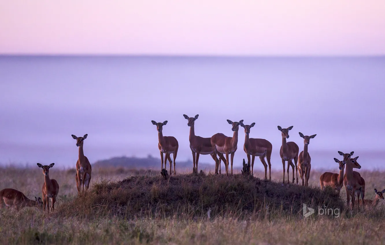 Фото обои природа, Африка, стадо, Кения, импала, антилопа, Masai Mara National Reserve