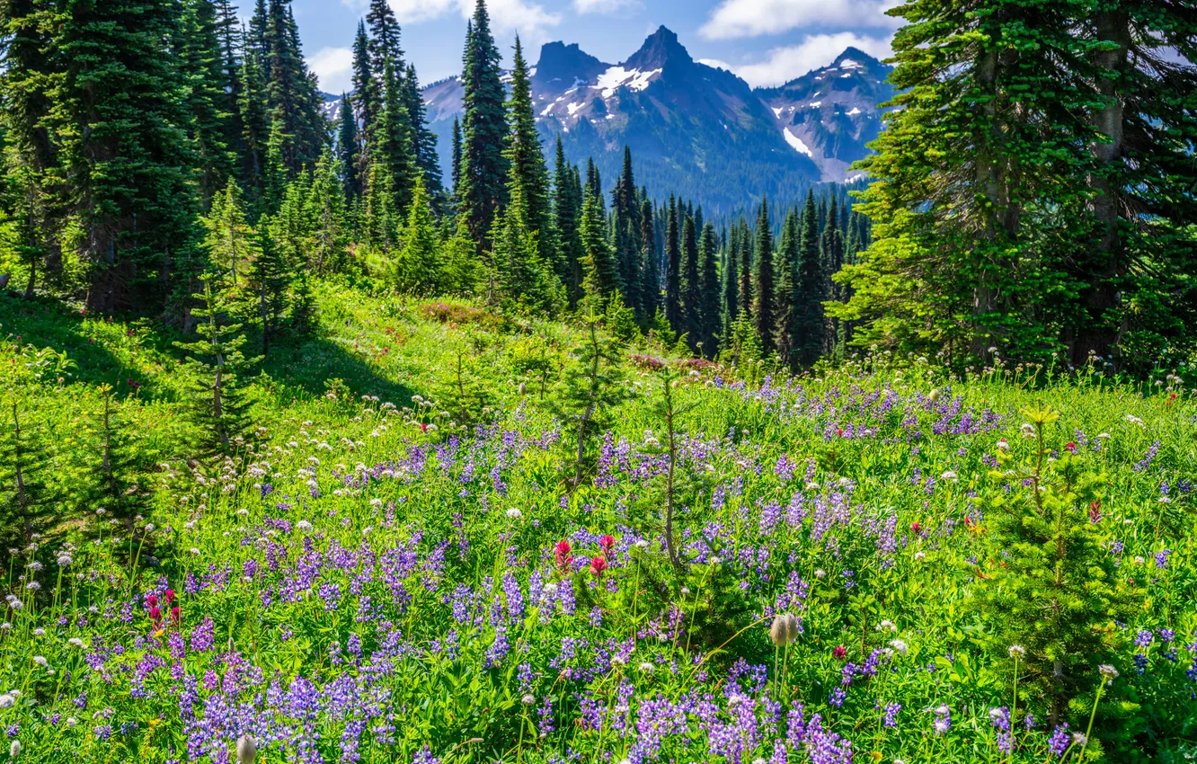 Фото обои Луга, Горы, Вашингтон, США, Mount Rainier National Park, Парки