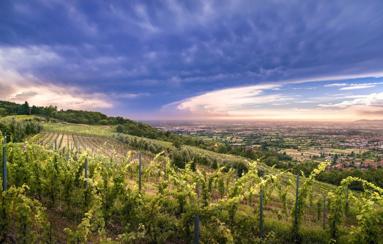 Фото обои закат, природа, виноградник