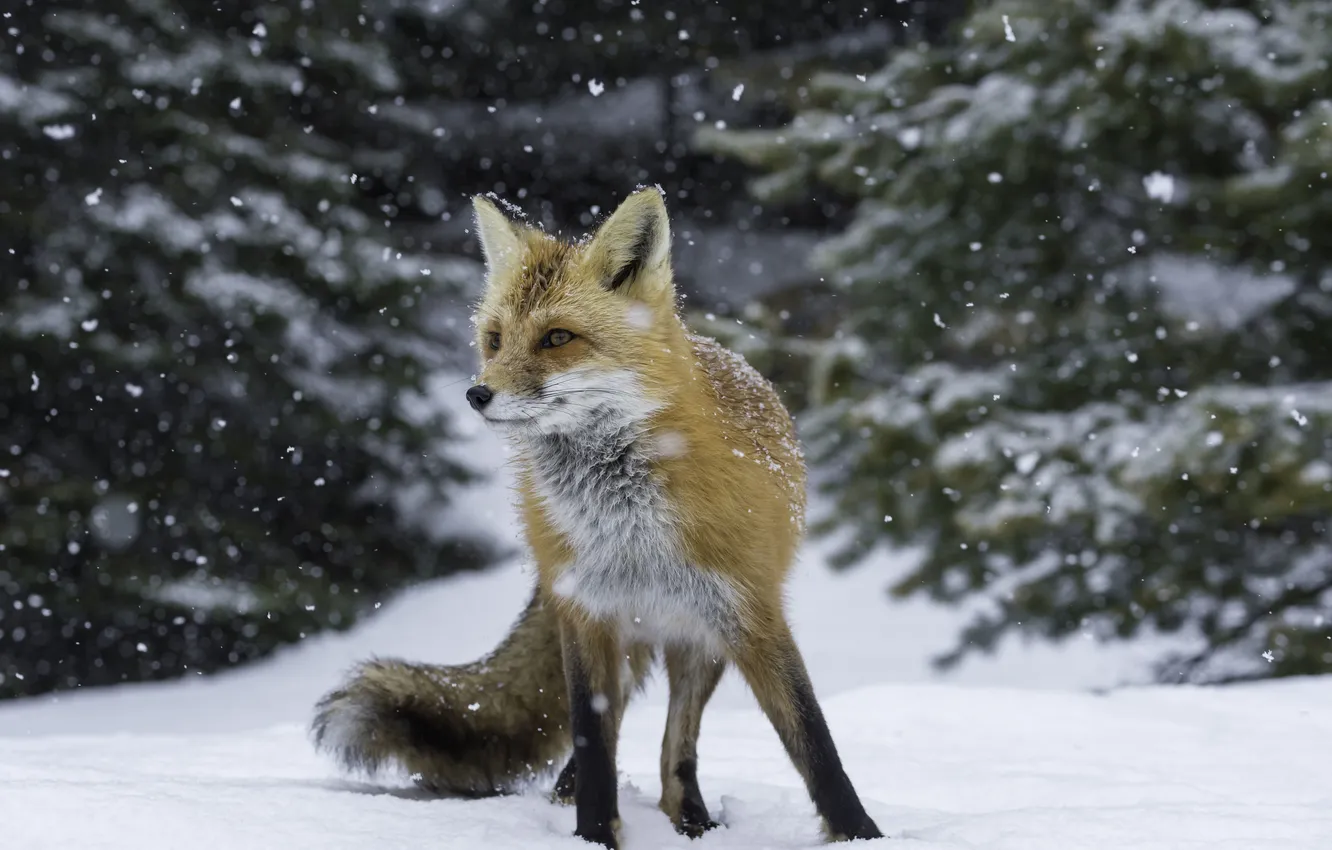 Фото обои зима, снег, лиса, охота