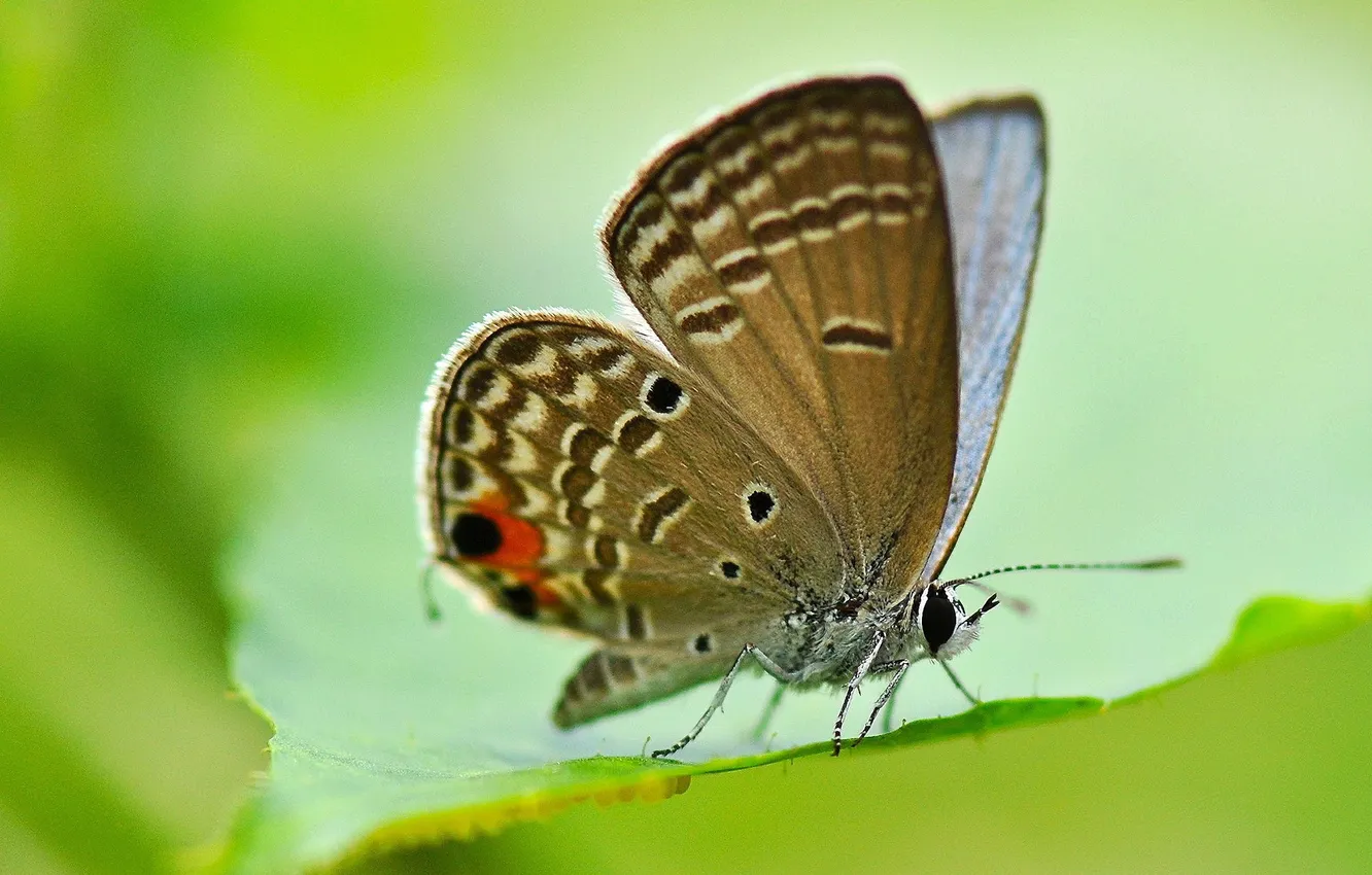 Фото обои лист, бабочка, крылья
