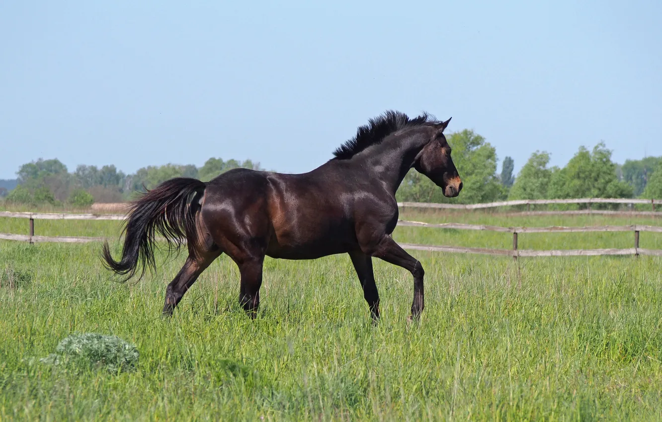 Фото обои поле, трава, конь, лошадь