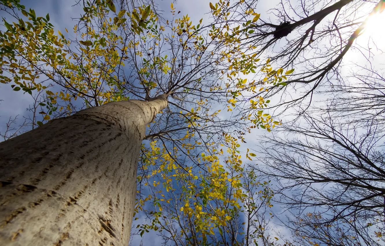 Фото обои осень, небо, листья, облака, ветки, дерево, ствол